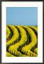 Yellow Mustard In The Vineyards In Spring, Napa Valley, United States Of America by Jerry Alexander Limited Edition Print