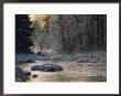 Beautiful View Of A Stream Finding Its Way Through Snowy Trees And Rocks In The Taiga by Mattias Klum Limited Edition Print