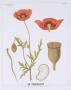 The Poppy Teaching Chart by Deyrolle Limited Edition Print