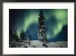 Snow Blanketed Evergreen Trees And The Aurora Borealis At Night by Norbert Rosing Limited Edition Print
