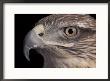 A Captive Ferruginous Hawk (Buteo Regalis) by Joel Sartore Limited Edition Print