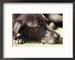 Black Lab Lounges In The Afternoon Sun by Stacy Gold Limited Edition Print