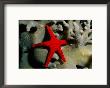A Brilliant Red Starfish Rests On A Coral by Wolcott Henry Limited Edition Print
