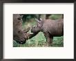 White Rhinceros With Young, Tala Private Game Reserve, Kwazulu-Natal, South Africa by Carol Polich Limited Edition Pricing Art Print