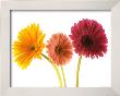 Three Gerberas by Michael Bird Limited Edition Pricing Art Print