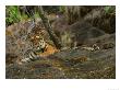 Bengal Tiger, Female Lying, Madhya Pradesh, India by Elliott Neep Limited Edition Pricing Art Print