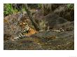 Bengal Tiger, Female Lying, Madhya Pradesh, India by Elliott Neep Limited Edition Print