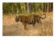 Bengal Tiger, Male Walking In Grass, Madhya Pradesh, India by Elliott Neep Limited Edition Pricing Art Print