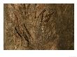 Bengal Tiger, Territorial Scratch Marks On Tree, Madhya Pradesh, India by Elliott Neep Limited Edition Print