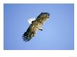 White-Tailed Eagle, Adult In Flight, Norway by Mark Hamblin Limited Edition Print