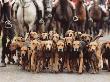 Group Of Hunting Hounds At Foxhunt by J. Berndes Limited Edition Print