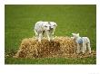 Sheep, Lambs Playing On Straw Bale, Scotland by Keith Ringland Limited Edition Print