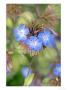 Ceratostigma Willmottianum by Kidd Geoff Limited Edition Pricing Art Print