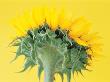 Underneath Of Bright Yellow Sunflower by Heide Benser Limited Edition Pricing Art Print