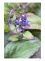 Ajuga Reptans Catlins Giant by Kidd Geoff Limited Edition Print