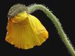 Corn Poppy Bud, Close-Up by Claudia Rehm Limited Edition Print