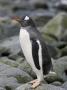 A Gentoo Penguin On Half Moon Island In The Antarctic Archipelago by Ron Watts Limited Edition Print