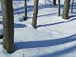 Shadows Of  Trees In Winter, Killbear Provincial Park, Ontario by Mike Grandmaison Limited Edition Print