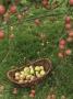 Basket Of Apples Under Apple Tree by Ben Meyer Limited Edition Pricing Art Print