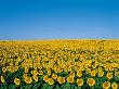 Field Of Sunflowers by Masa-Aki Horimachi Limited Edition Print