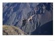 Andean Condor, Sub-Adult Male In Flight, Peru by Mark Jones Limited Edition Print