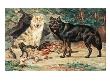 Gray And Black Wolves Interbreed And Raise Their Pups In Alaskan Cave by National Geographic Society Limited Edition Pricing Art Print