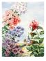 Portrait Of Wildflowers Native To Eastern United States by National Geographic Society Limited Edition Print