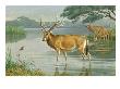 This Painting Depicts Milu Deer Standing In Water by National Geographic Society Limited Edition Print