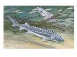 Painting Of A Pair Of White Sturgeon by National Geographic Society Limited Edition Print