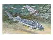 Painting Of A Pair Of White Sturgeon by National Geographic Society Limited Edition Pricing Art Print