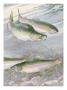 Painting Of Pink Salmon At Their Nest, With Typical Hump-Backed Male by National Geographic Society Limited Edition Print