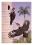 A Pair Of Pileated Woodpeckers Nest In A Dead Royal Palm Tree by National Geographic Society Limited Edition Pricing Art Print