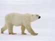 Polar Bear, Churchill, Manitoba by Mike Grandmaison Limited Edition Print