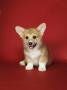 Corgi Puppies On Red Background by Brian Summers Limited Edition Print