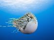 Chambered Nautilus (Nautilus Pompilius), Great Barrier Reef, Australia by Reinhard Dirscherl Limited Edition Print