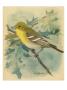 A Painting Of A Yellow-Throated Vireo by Louis Agassiz Fuertes Limited Edition Print