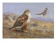 A Painting Of Two Rough-Legged Hawks by Allan Brooks Limited Edition Print