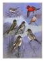 A Painting Of Flycatchers And Wood-Pewees Perching And Flying by Allan Brooks Limited Edition Print
