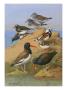 Painting Of Two Species Of Oystercatcher, Turnstone, And A Surf-Bird by Allan Brooks Limited Edition Print