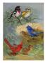 A Painting Of Grosbeaks And Cardinals by Allan Brooks Limited Edition Pricing Art Print