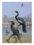 A Painting Of A Water Turkey, Mexican Cormorant And A Mexican Grebe by Allan Brooks Limited Edition Print
