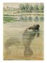 A Painting Of Two, Feeding, Florida Manatees by Louis Agassiz Fuertes Limited Edition Print