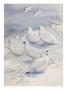 Painting Of Different Ptarmigan Species In Winter Plumage by Allan Brooks Limited Edition Print
