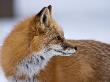 Red Fox In Snow, Colorado by Jay Ryser Limited Edition Print