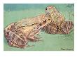The Mountain Chicken Is An Edible Species Of Frog. by National Geographic Society Limited Edition Pricing Art Print
