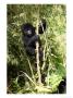 Mountain Gorilla, Baby Gorilla Climbing, Volcanoes National Park, Rwanda by Ariadne Van Zandbergen Limited Edition Print