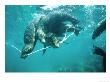 Galapagos Sea Lion, Pups Cavorting, Galapagos by Mark Jones Limited Edition Pricing Art Print