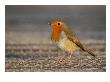 Robin, Standing, Hampshire, Uk by Elliott Neep Limited Edition Print