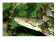 Reticulated Python, Indonesia by Brian Kenney Limited Edition Print