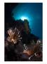 Lionfish, Reef Panorama, New Caledonia by Tobias Bernhard Limited Edition Print